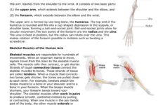 Chicken Wing Dissection Table Answers All About Image HD