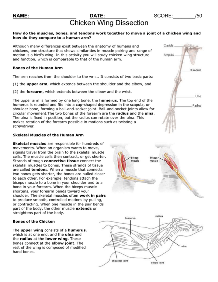 Chicken Wing Dissection Table Answers All About Image HD | Anatomy ...