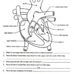 Circulatory System Biology Worksheet Teaching Biology Body Systems