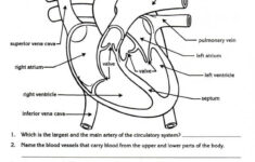 Circulatory System Biology Worksheet Teaching Biology Body Systems