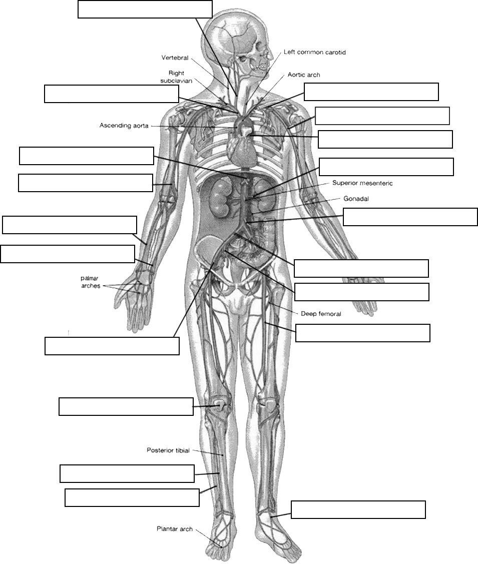 Circulatory System Labeling Human Anatomy And Physiology Anatomy And 