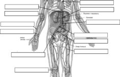 Circulatory System Labeling Human Anatomy And Physiology Anatomy And