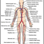 Circulatory System Teaching Materials Resources Human Circulatory
