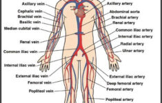 Circulatory System Teaching Materials Resources Human Circulatory