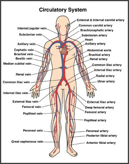 Circulatory System Teaching Materials Resources Human Circulatory 