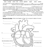 Circulatory System Worksheet Circulatory System For Kids Circulatory