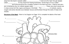 Circulatory System Worksheet Circulatory System For Kids Circulatory