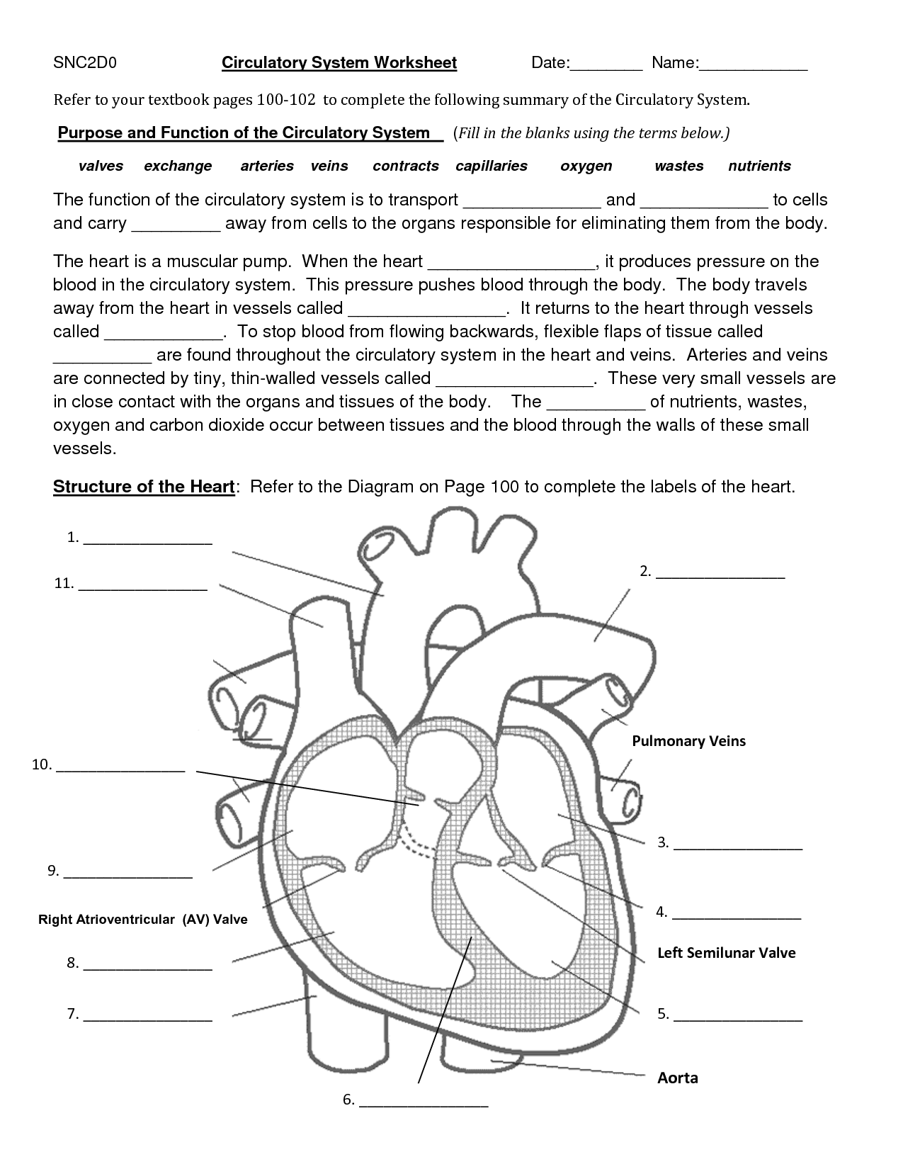 Circulatory System Worksheet Circulatory System For Kids Circulatory 