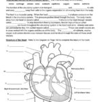 Circulatory System Worksheet Circulatory System Science Worksheets