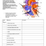Circulatory System Worksheet DOC Circulatory System For Kids