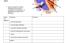 Circulatory System Worksheet DOC Circulatory System For Kids
