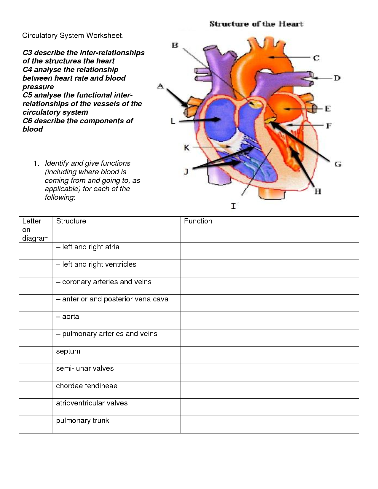 Circulatory System Worksheet DOC Circulatory System For Kids 