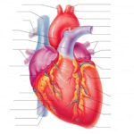 CLASS BLOG BIO 202 Heart Anatomy Worksheet