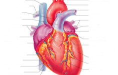 CLASS BLOG BIO 202 Heart Anatomy Worksheet