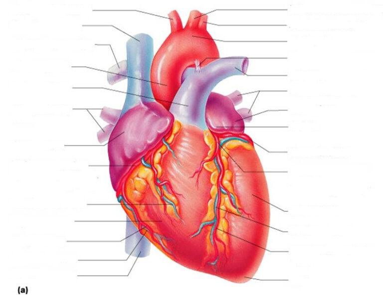 Mammalian Heart Anatomy Worksheet External | Anatomy Worksheets