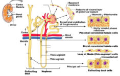CLASS BLOG BIO 202 Renal System Worksheet