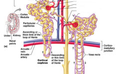 CLASS BLOG BIO 202 Renal System Worksheet