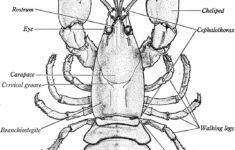 Classical Conversations Classical Conversations Homeschool Cool