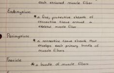Classified Epithelial Tissue Worksheet Answers EpithelialTissue