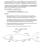 Classifying Sharks Using A Dichotomus Key