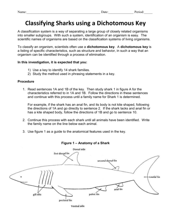 classifying-sharks-using-a-dichotomus-key-anatomy-worksheets