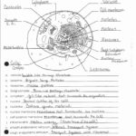 College Anatomy And Physiology Worksheet Printable Worksheets And