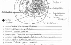 College Anatomy And Physiology Worksheet Printable Worksheets And