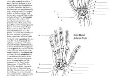 College Anatomy Worksheet Skeletal System Brain Printable Worksheets
