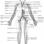 College Anatomy Worksheets Db Excel
