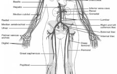 College Anatomy Worksheets Db excel
