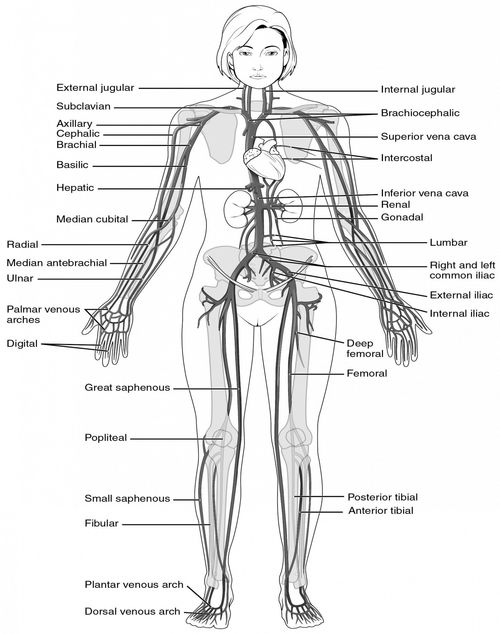 College Anatomy Worksheets Db excel