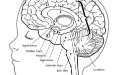 Color And Explore Different Parts Of Your Brain Anatomy With This Fun