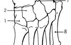 Color The Bones Of The Foot