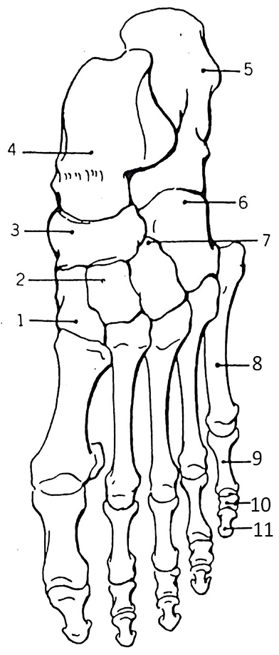 Foot Bones Anatomy Worksheet Coloring Page