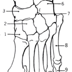 Color The Bones Of The Foot