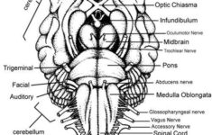 Color The Cranial Nerves And The Human Brain Brain Anatomy