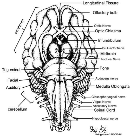 Color The Cranial Nerves And The Human Brain Brain Anatomy 