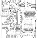Coloring Page Anatomy Coloring Book Anatomy And Physiology Human