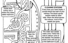 Coloring Page Anatomy Coloring Book Anatomy And Physiology Human