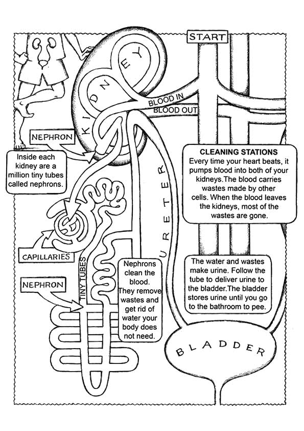 Coloring Page Anatomy Coloring Book Anatomy And Physiology Human 