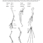 Comparative Anatomy Guided Practice