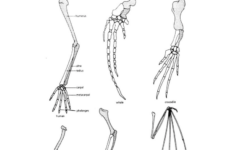 Comparative Anatomy Guided Practice