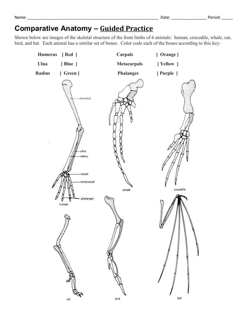 Comparative Anatomy Guided Practice