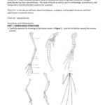 Comparative Anatomy Worksheets