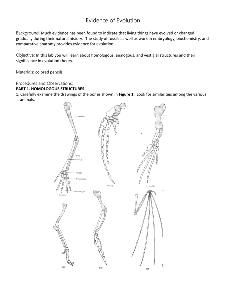 Comparative Anatomy Worksheets