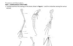 Comparative Anatomy Worksheets