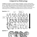 Comparative Anatomy Worksheets