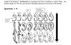 Comparative Anatomy Worksheets