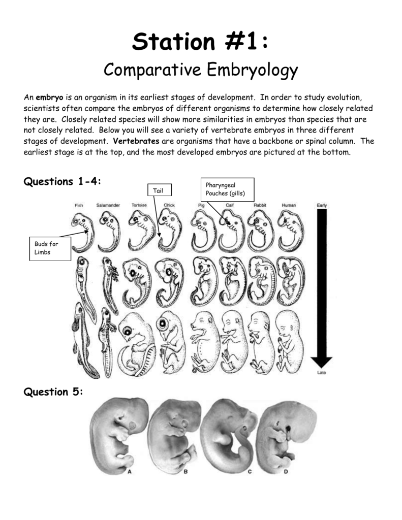 comparing-anatomy-and-embryology-worksheet-answers-anatomy-worksheets