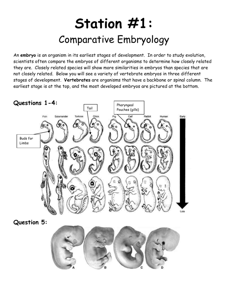 Comparing Anatomy And Embryology Worksheet Answers Anatomy Worksheets